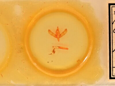 slide view of adult Sympistis chionanthi