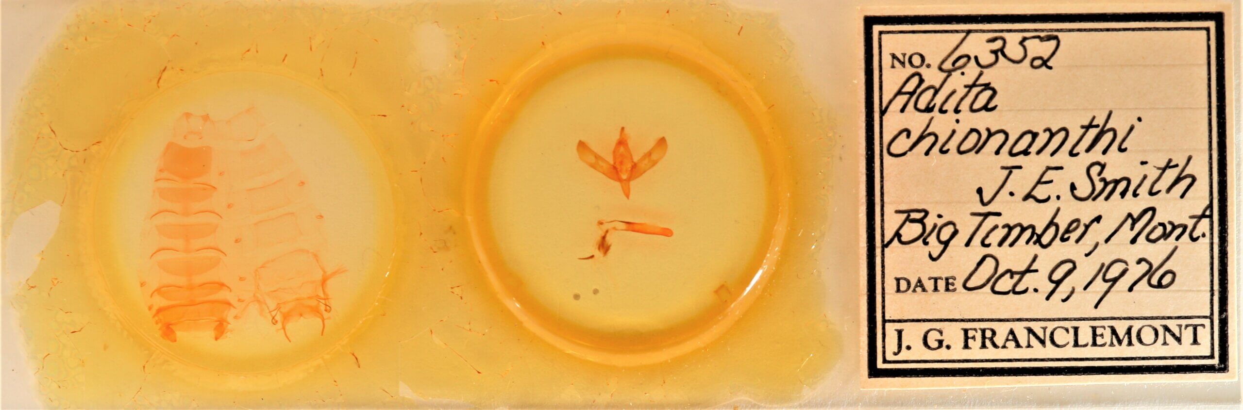 slide view of adult Sympistis chionanthi