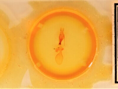 slide view of adult Sympistis chionanthi