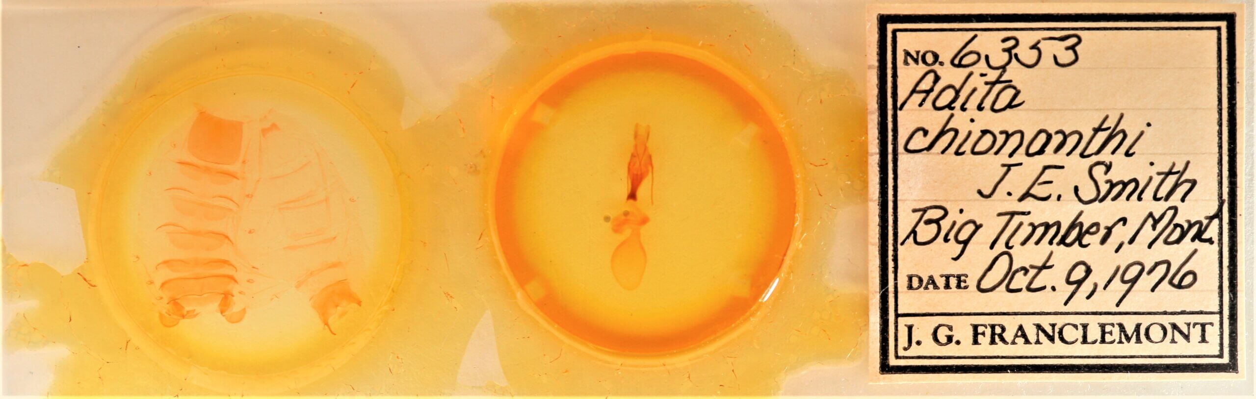 slide view of adult Sympistis chionanthi