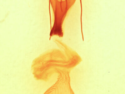 genitalia view of adult Sympistis chionanthi