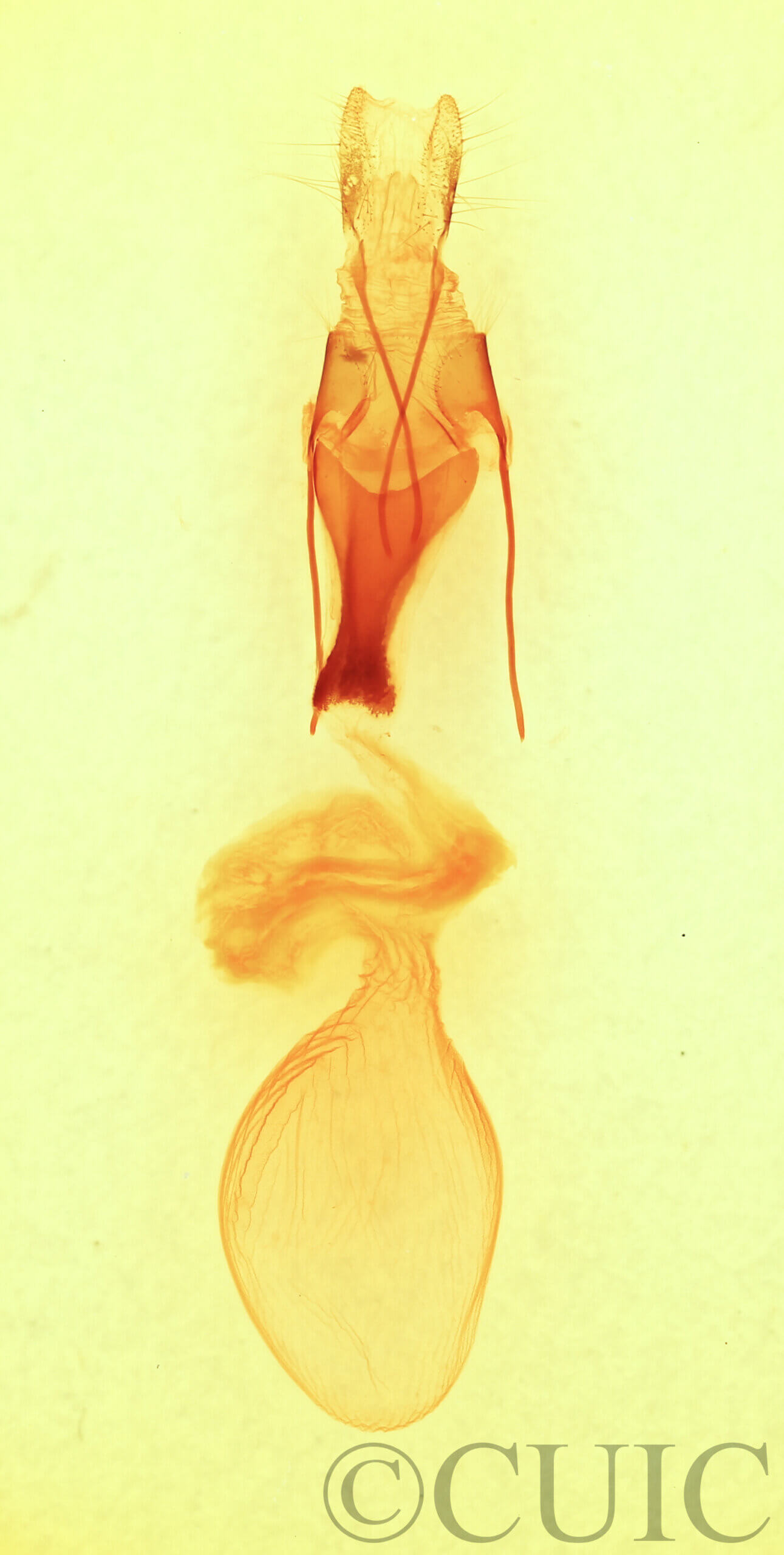 genitalia view of adult Sympistis chionanthi