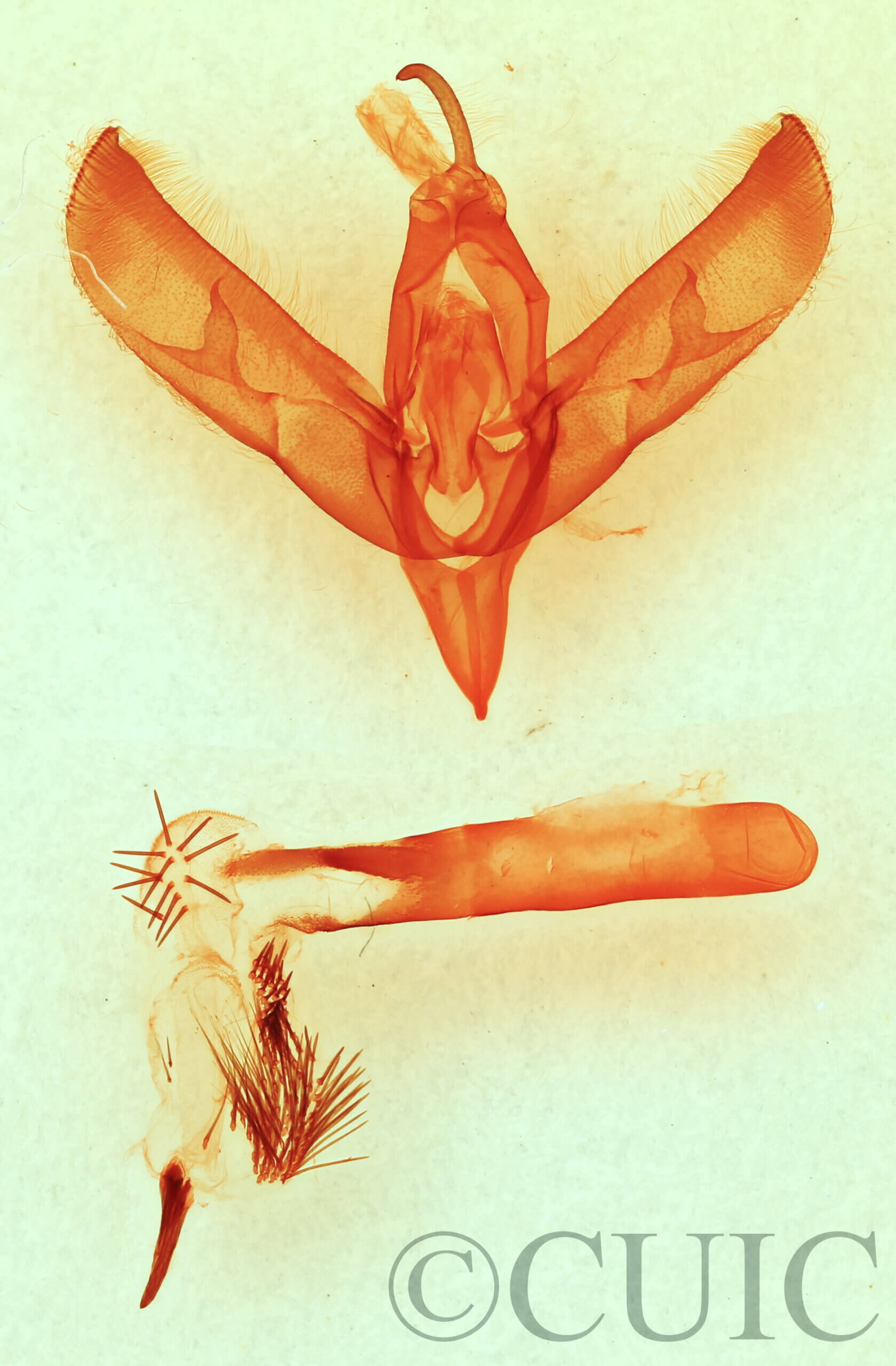 genitalia view of adult Sympistis forbesi