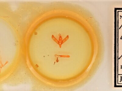 slide view of adult Sympistis forbesi