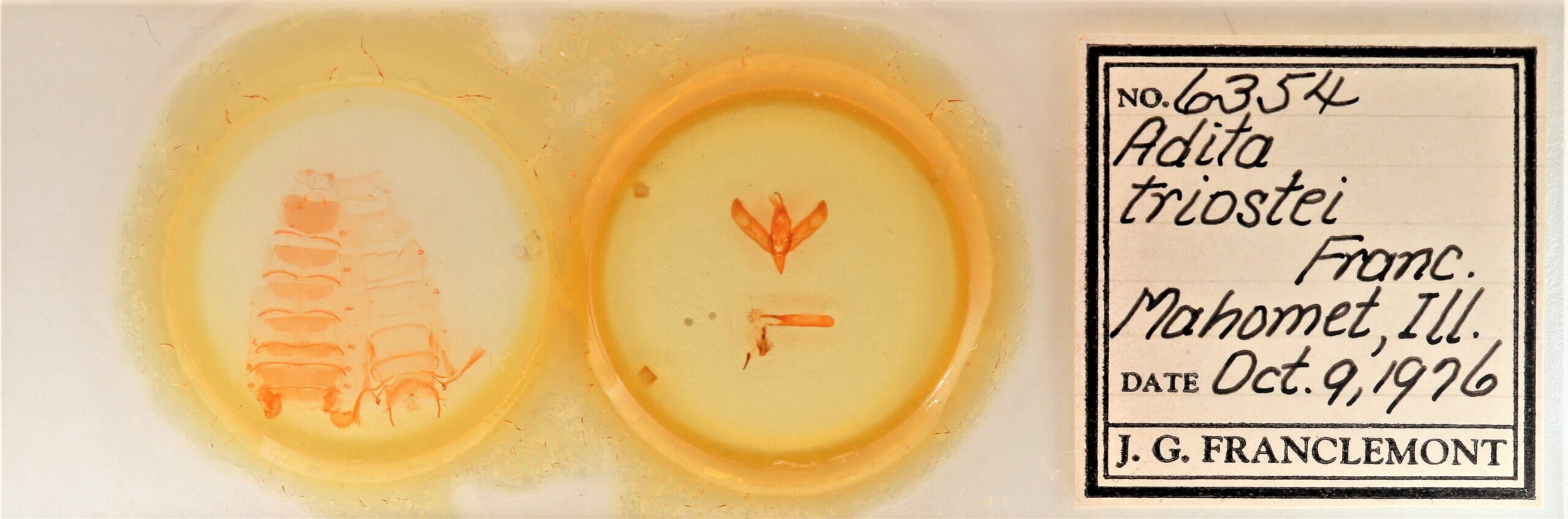 slide view of adult Sympistis forbesi