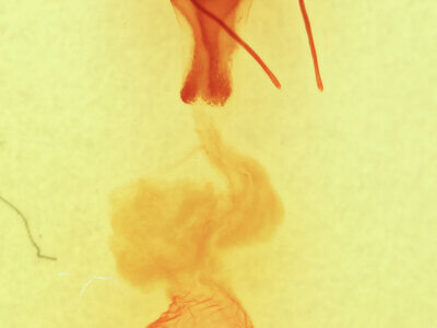 genitalia view of adult Sympistis forbesi