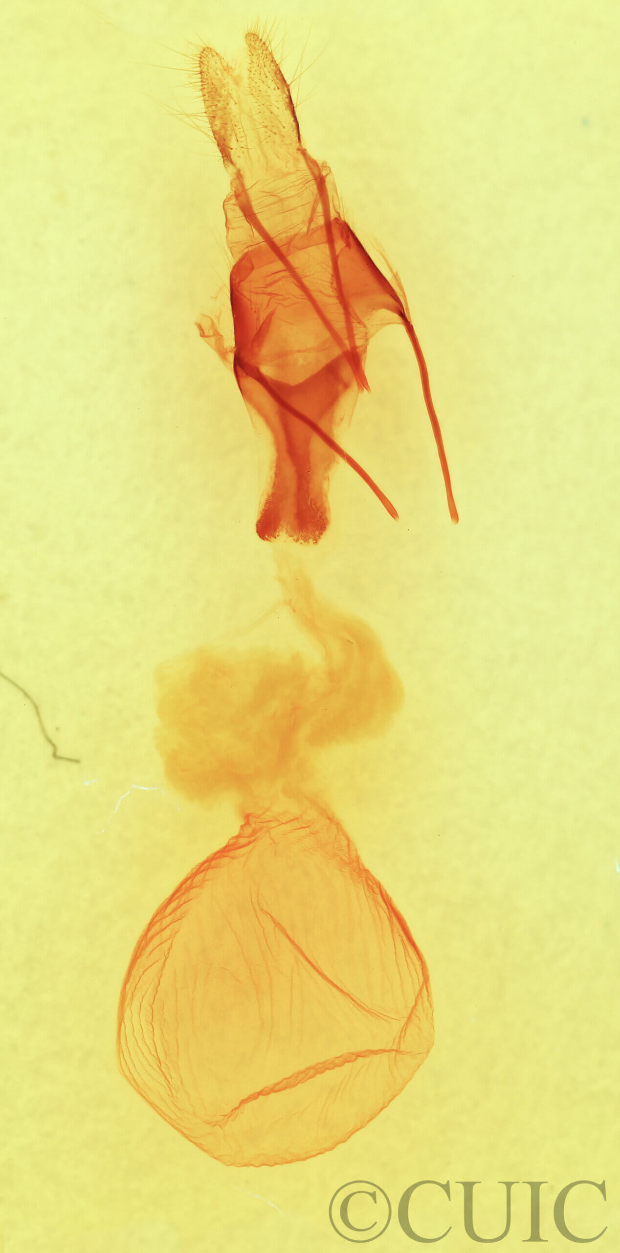 genitalia view of adult Sympistis forbesi