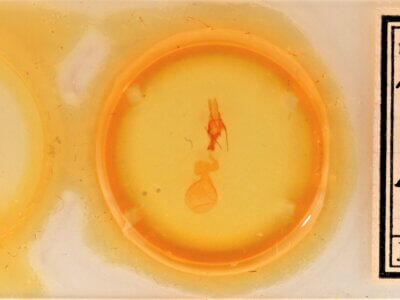 slide view of adult Sympistis forbesi