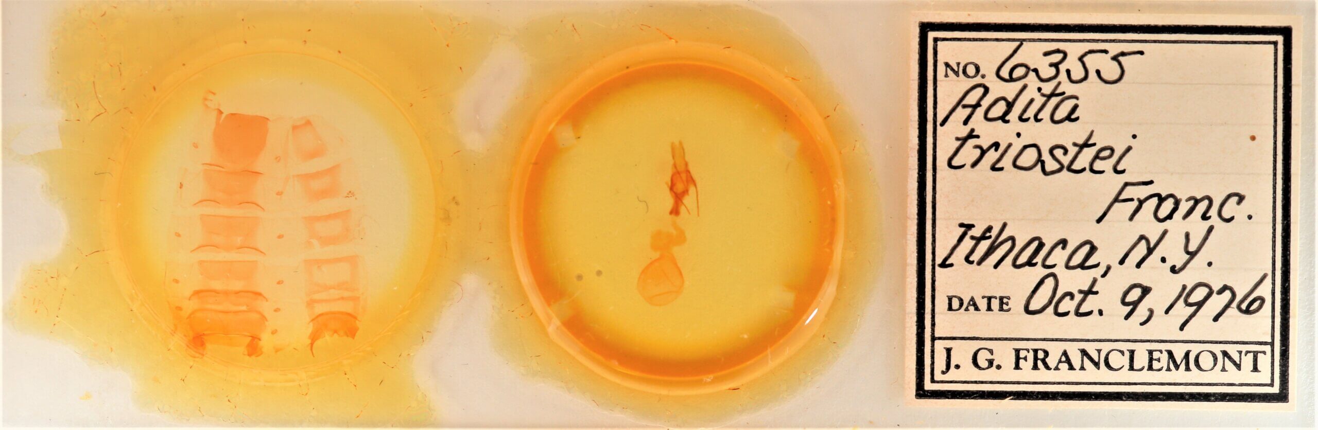 slide view of adult Sympistis forbesi