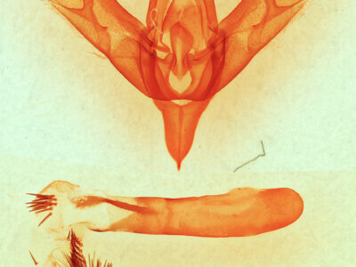 genitalia view of adult Sympistis forbesi