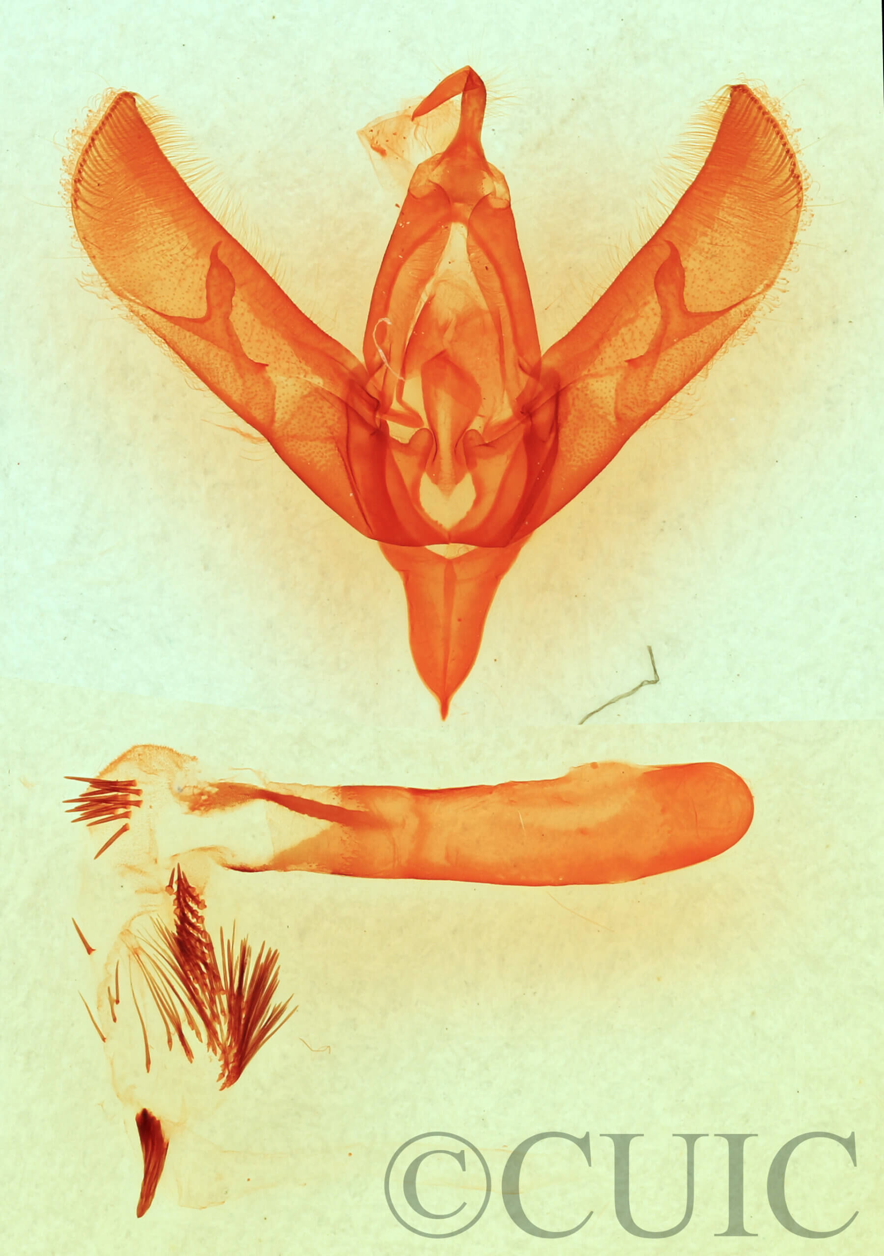 genitalia view of adult Sympistis forbesi