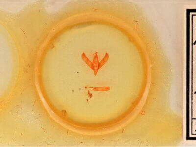 slide view of adult Sympistis forbesi