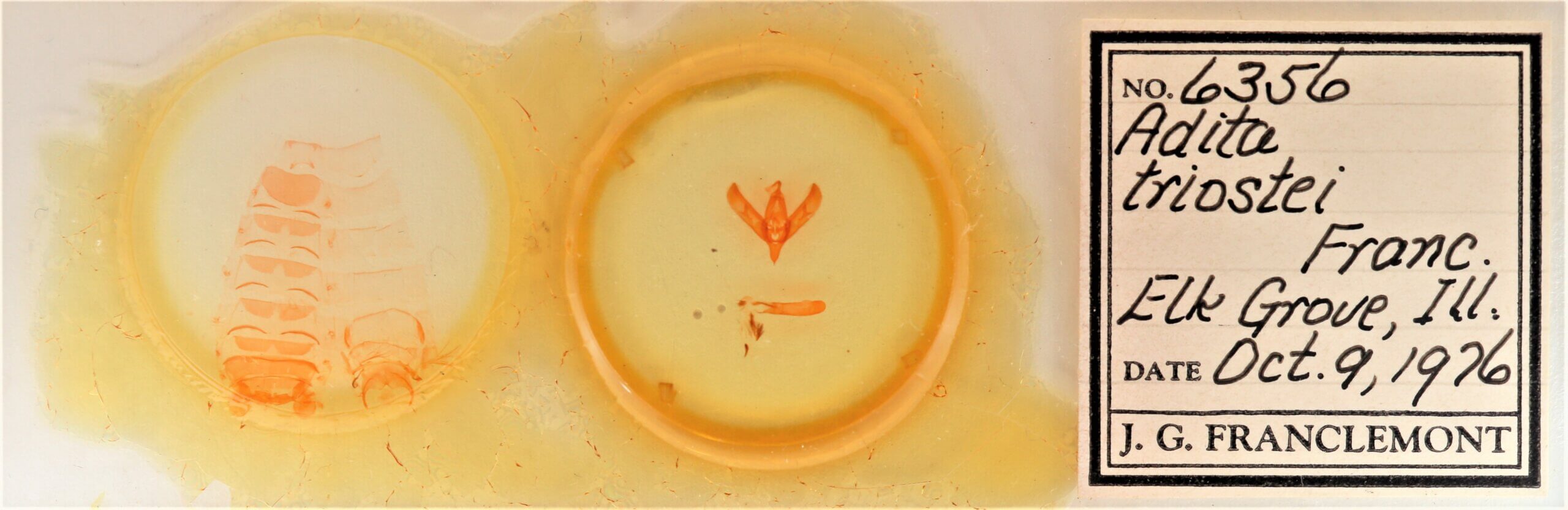 slide view of adult Sympistis forbesi