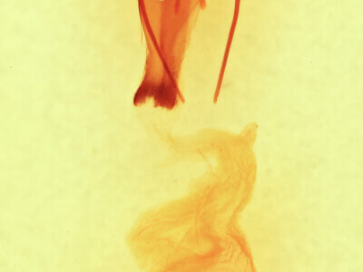 genitalia view of adult Sympistis forbesi