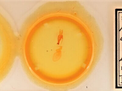 slide view of adult Sympistis forbesi