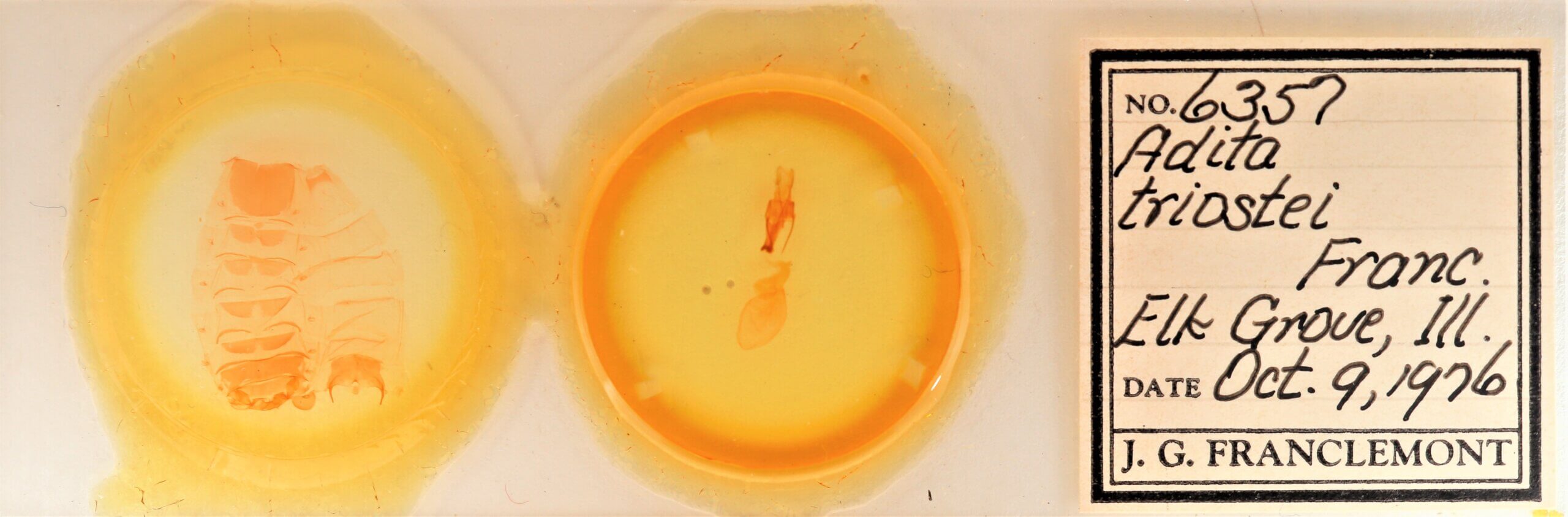 slide view of adult Sympistis forbesi