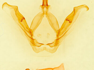 genitalia view of adult Misogada unicolor