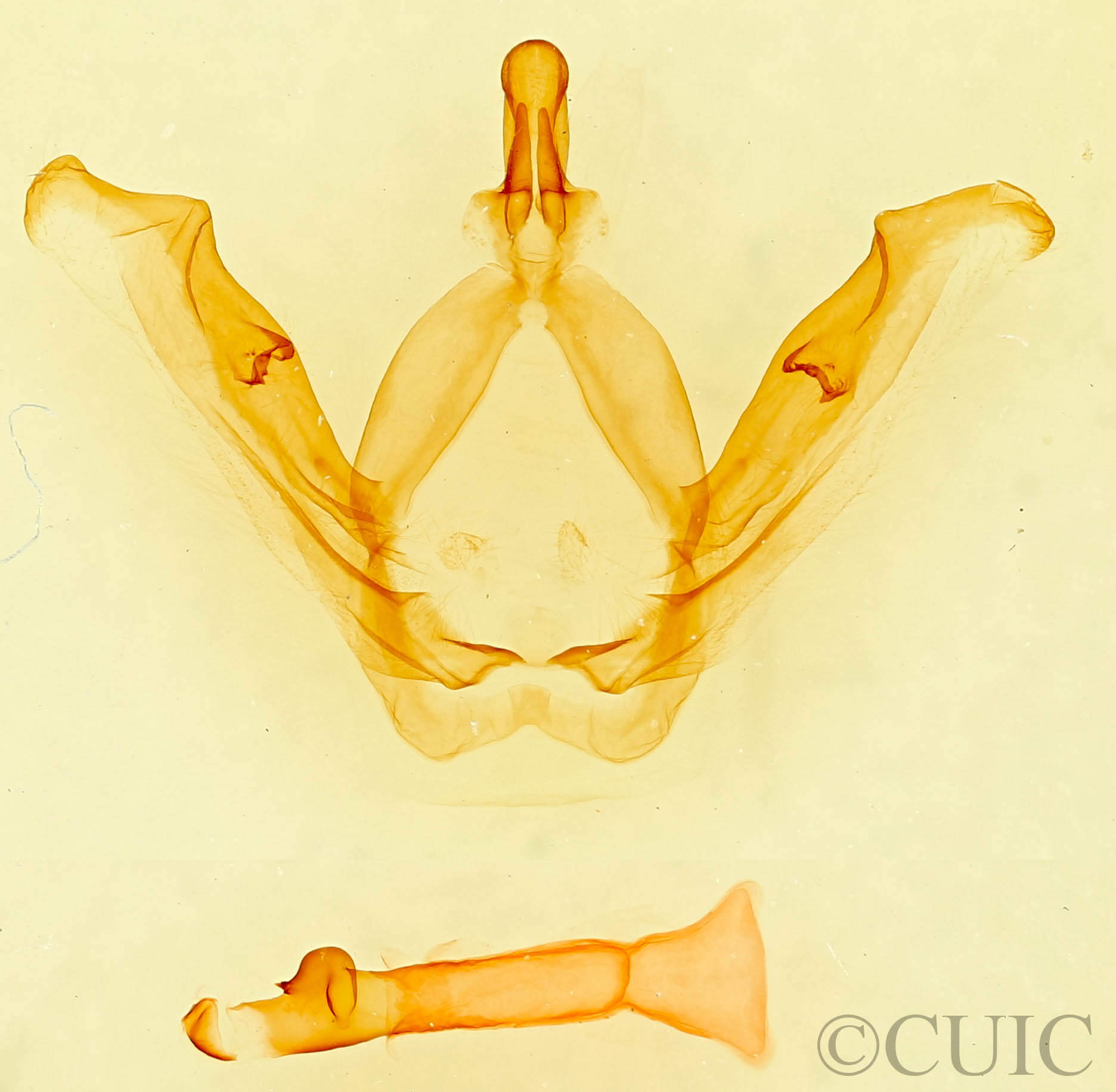 genitalia view of adult Misogada unicolor