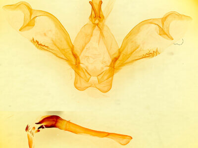 genitalia view of adult Macrurocampa marthesia