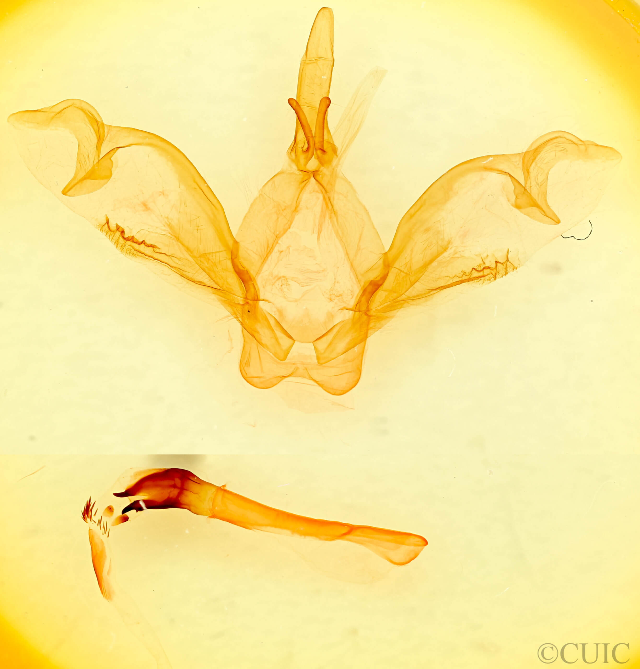 genitalia view of adult Macrurocampa marthesia