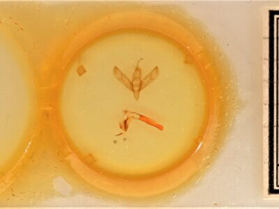 slide view of adult Sympistis chionanthi