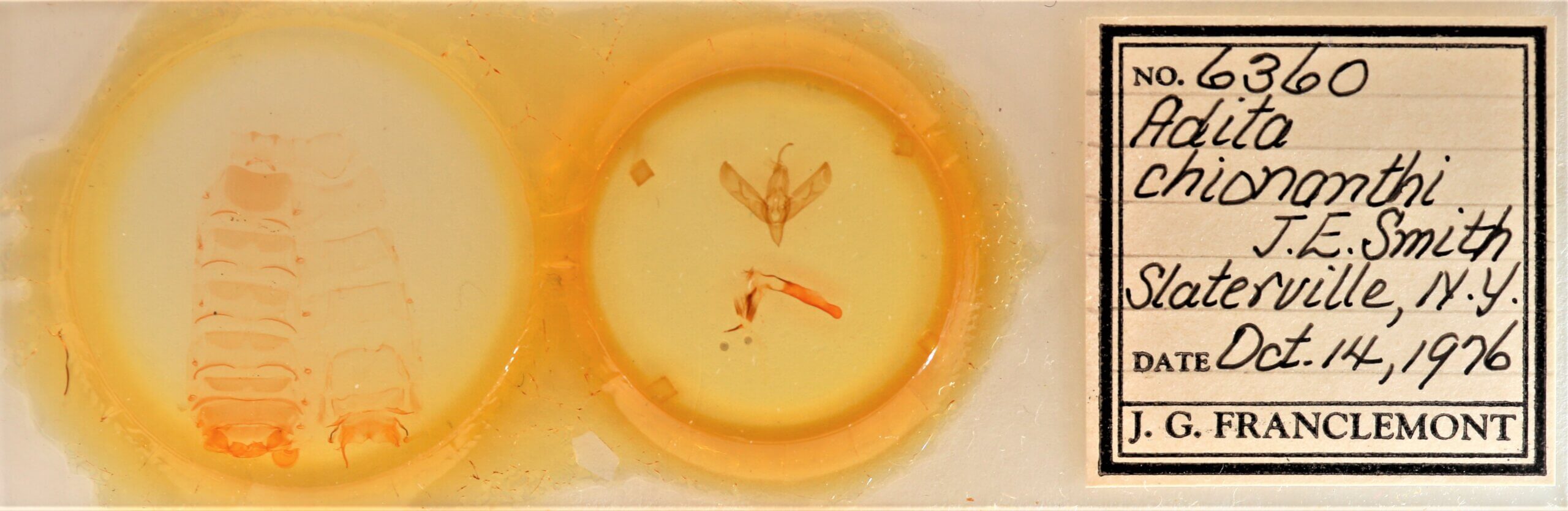 slide view of adult Sympistis chionanthi