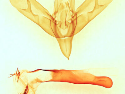 genitalia view of adult Sympistis chionanthi