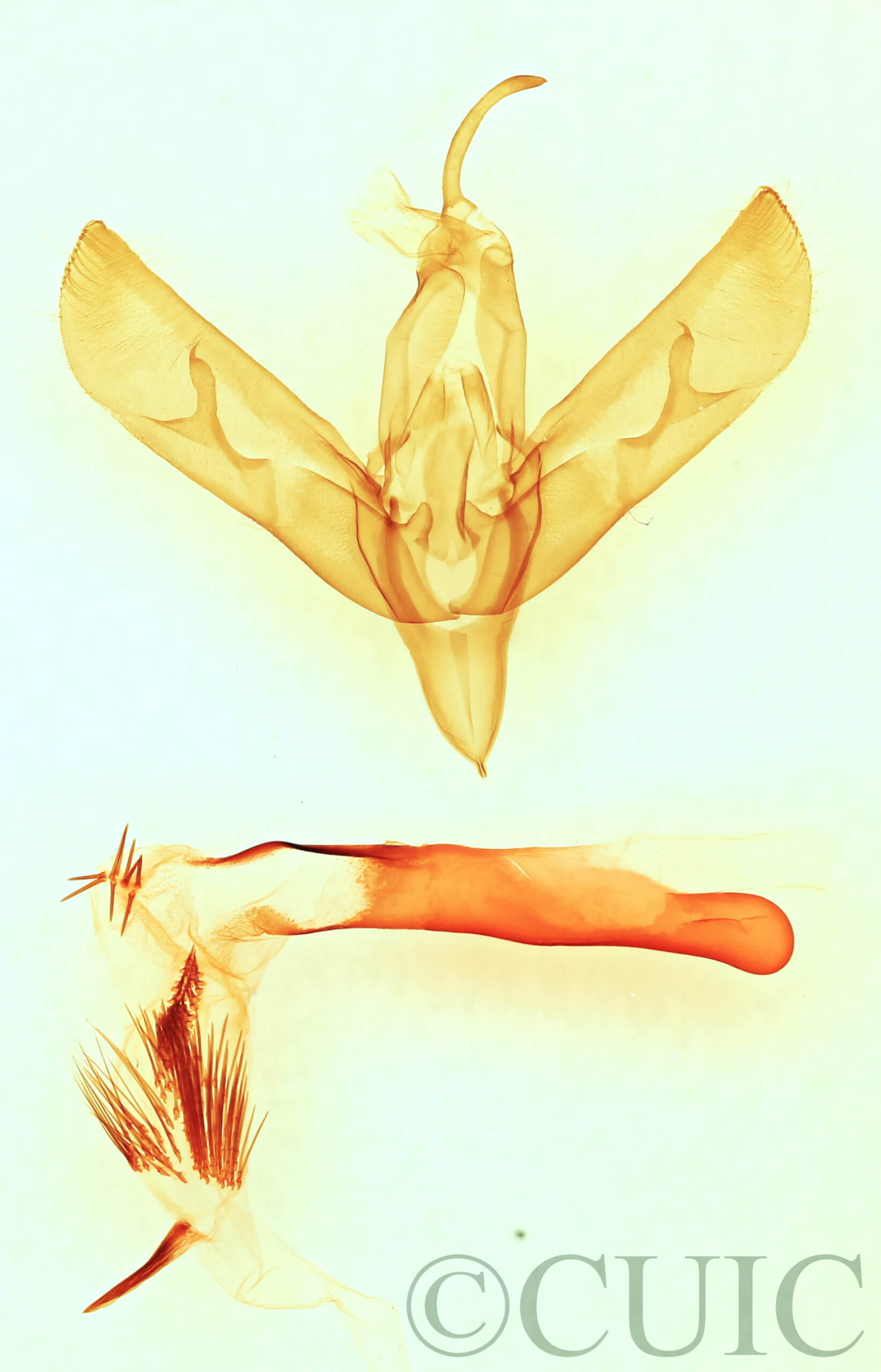 genitalia view of adult Sympistis chionanthi