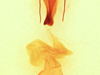 genitalia view of adult Sympistis chionanthi