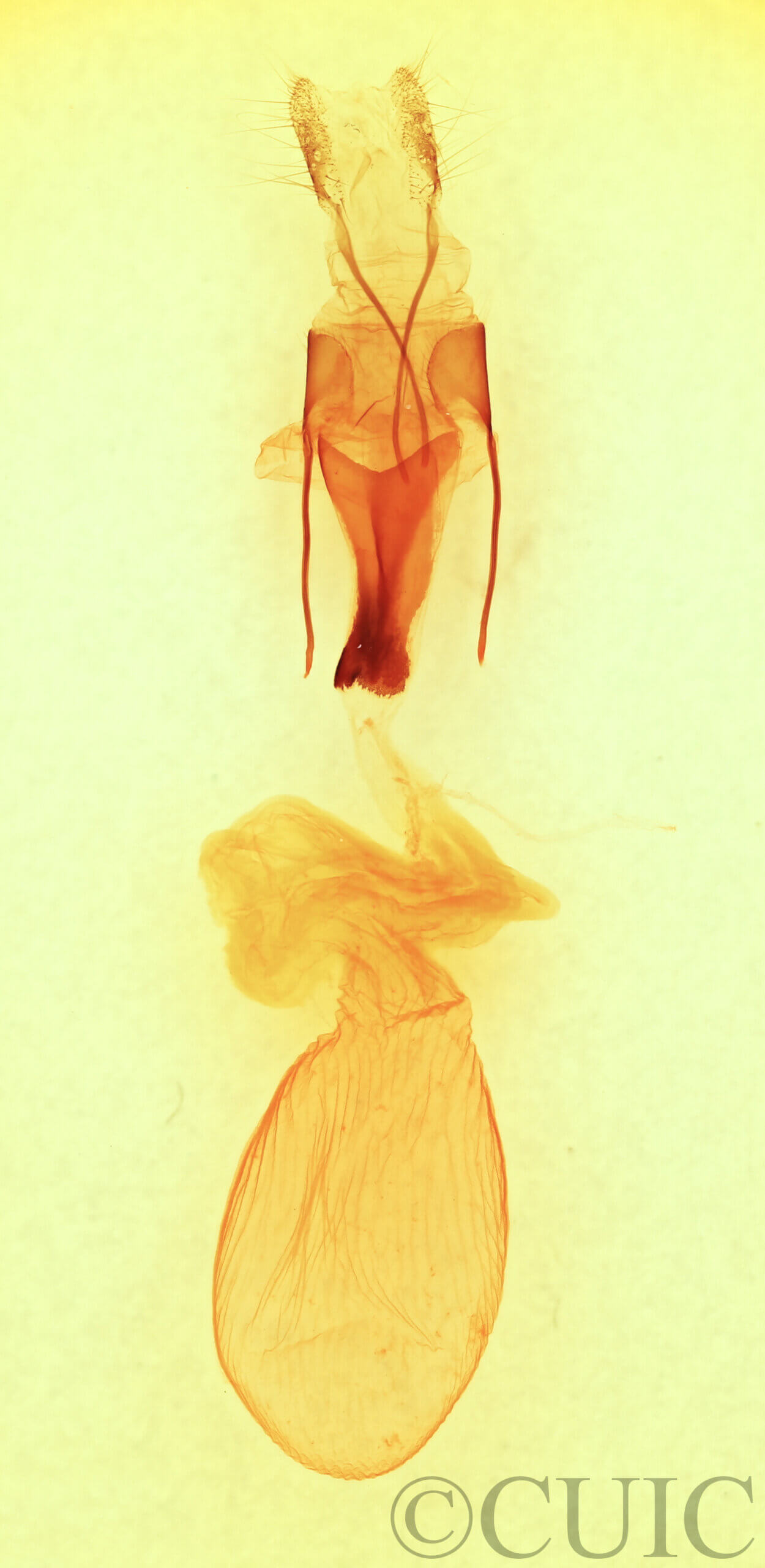 genitalia view of adult Sympistis chionanthi