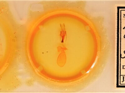 slide view of adult Sympistis chionanthi