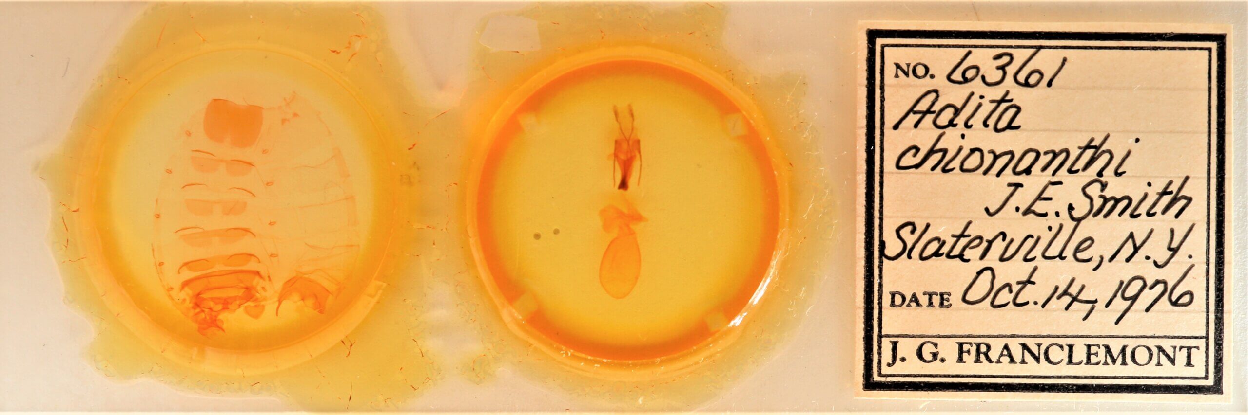 slide view of adult Sympistis chionanthi