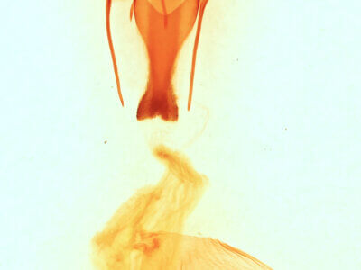 genitalia view of adult Sympistis forbesi