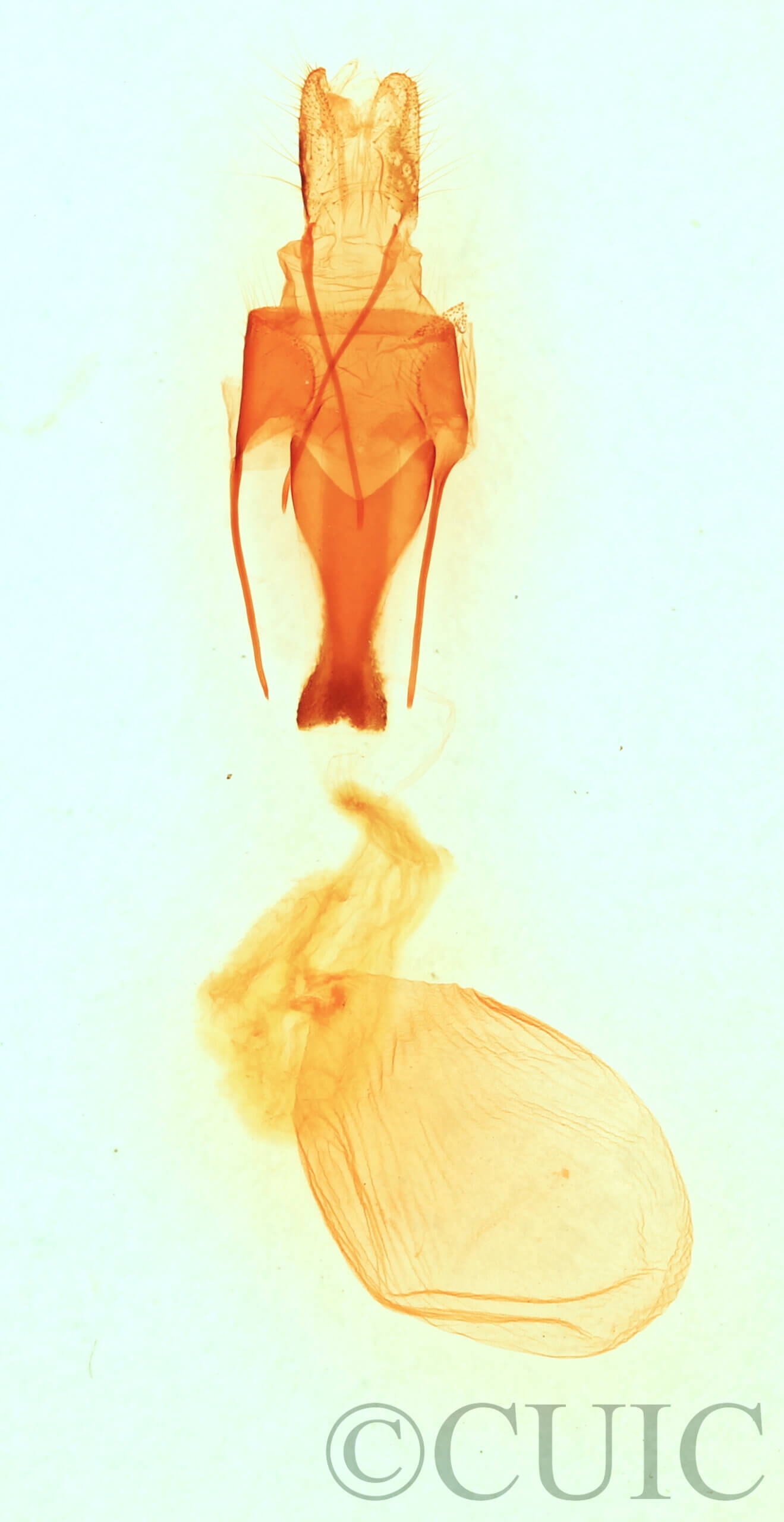 genitalia view of adult Sympistis forbesi