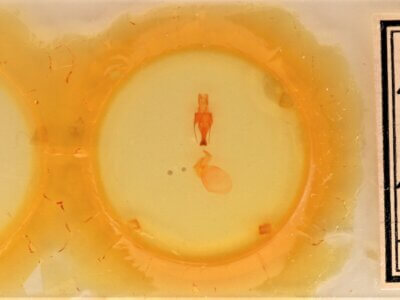 slide view of adult Sympistis forbesi