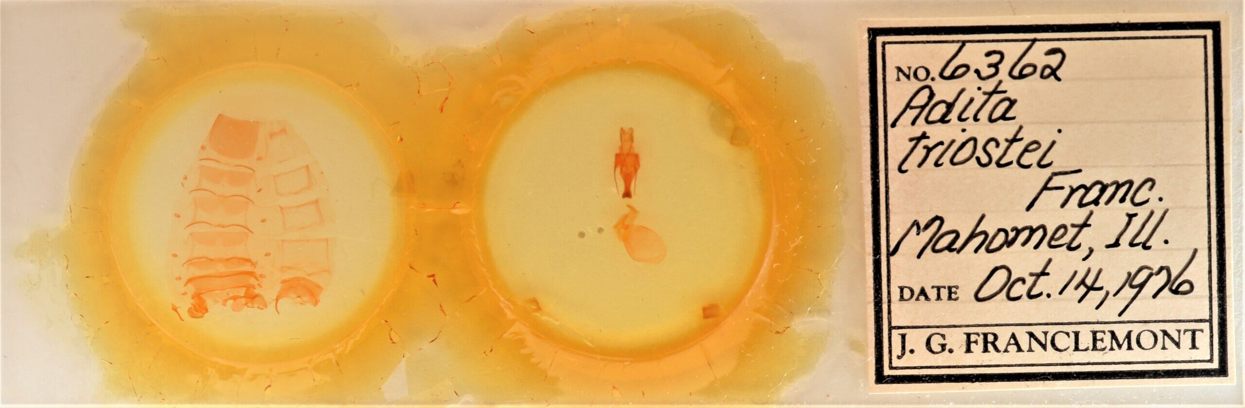 slide view of adult Sympistis forbesi