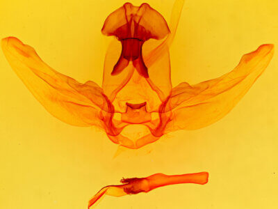 genitalia view of adult Schizura ipomaeae
