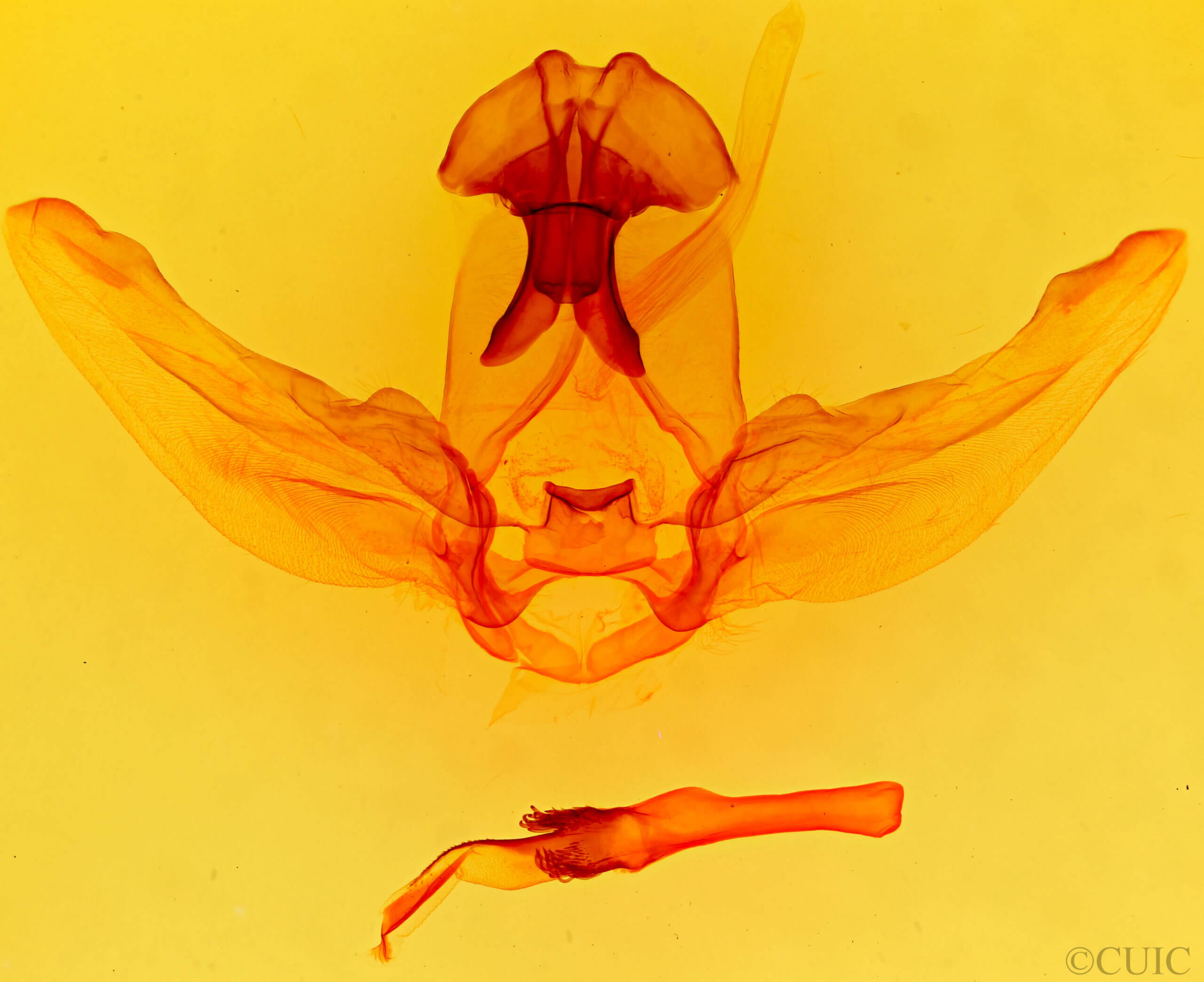 genitalia view of adult Schizura ipomaeae