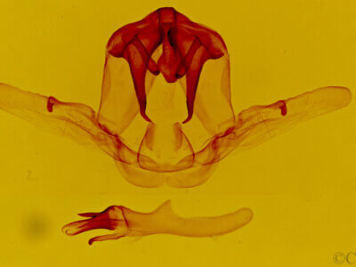 genitalia view of adult Schizura badia