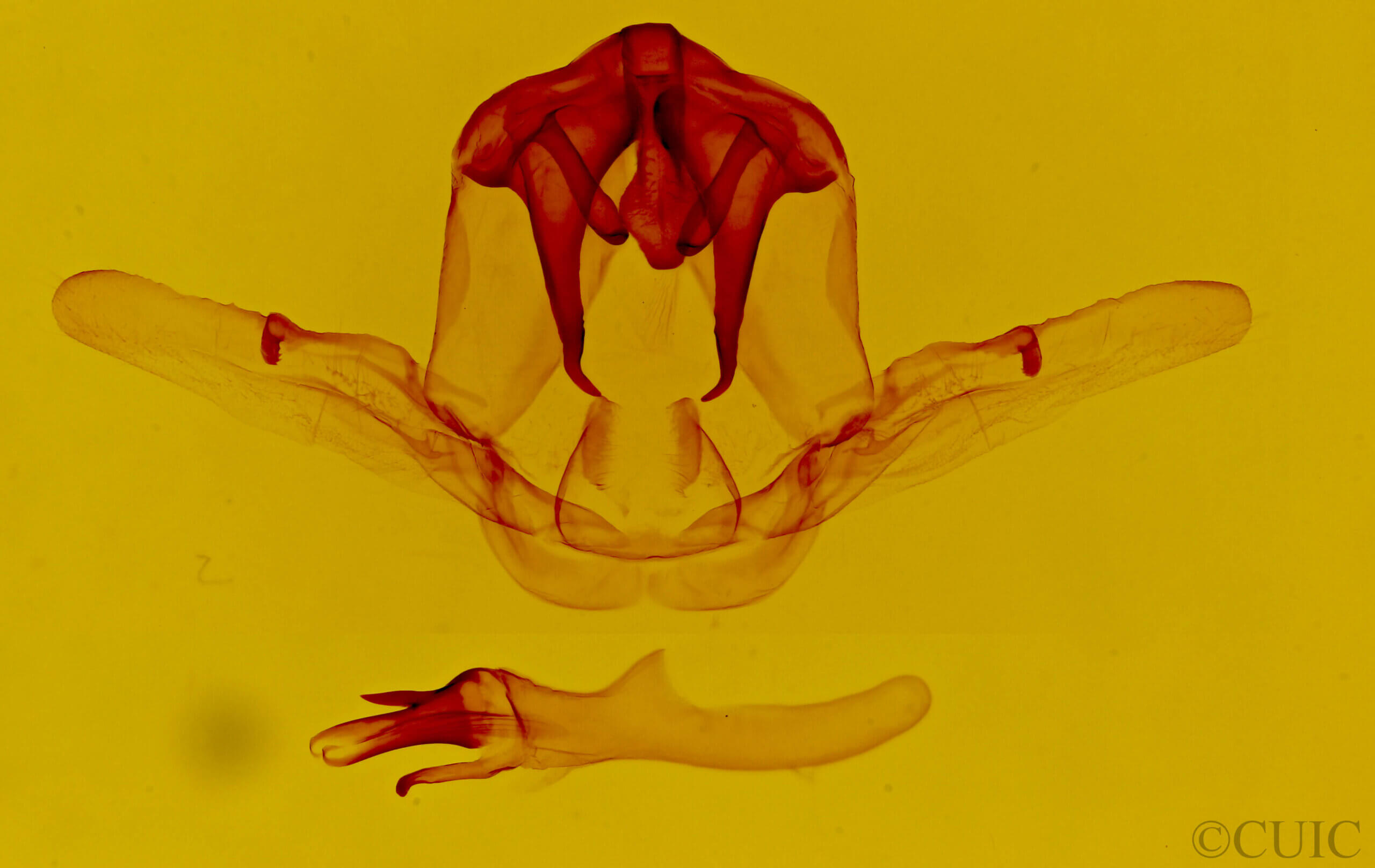 genitalia view of adult Schizura badia