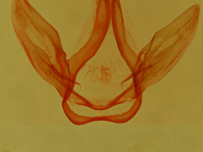 genitalia view of adult Coelodasys unicornis