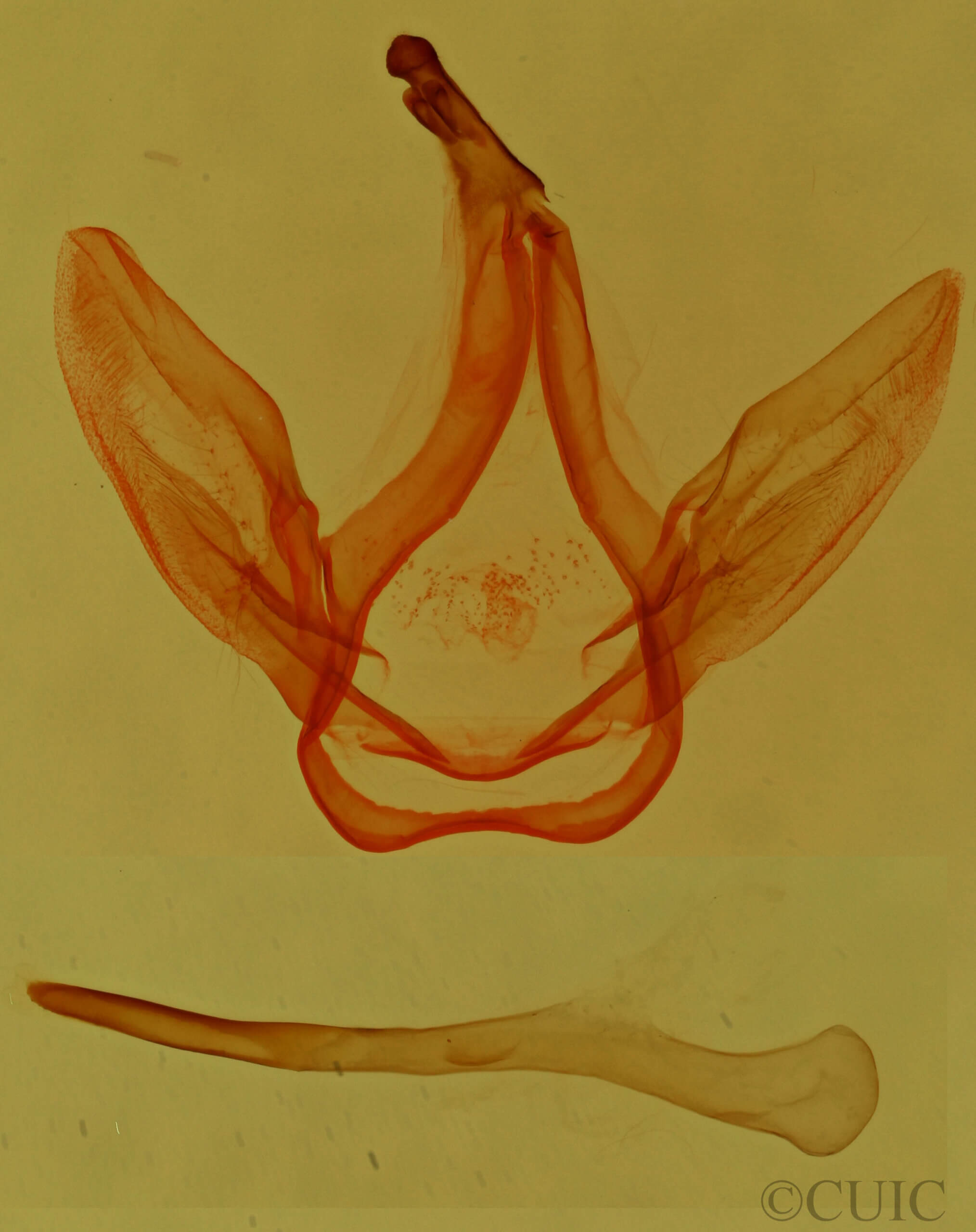 genitalia view of adult Coelodasys unicornis