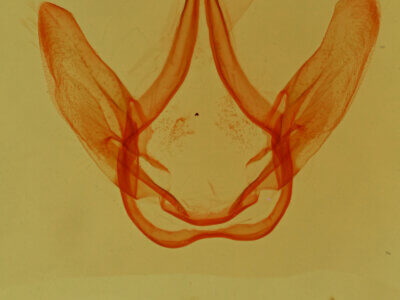 genitalia view of adult Coelodasys unicornis