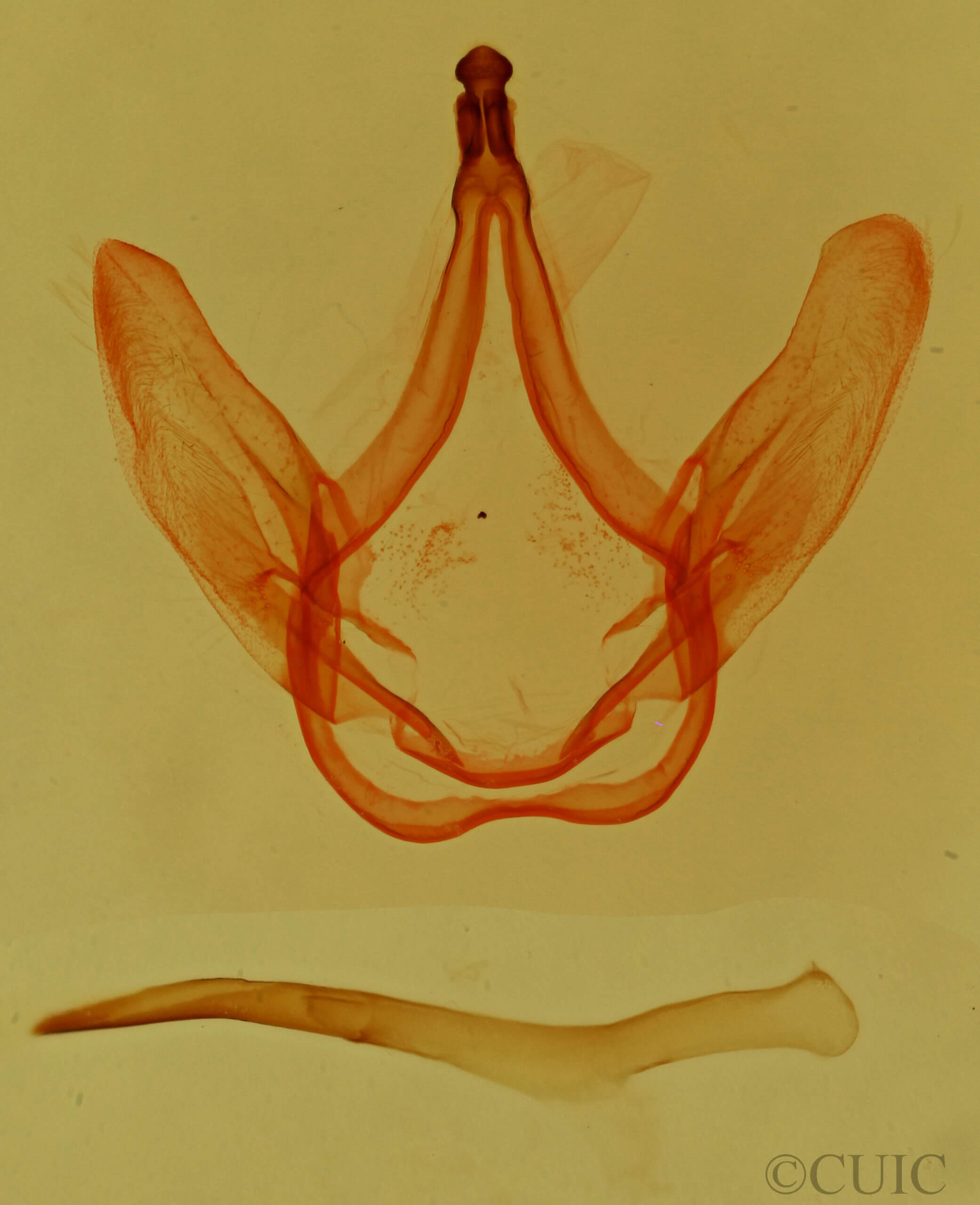 genitalia view of adult Coelodasys unicornis
