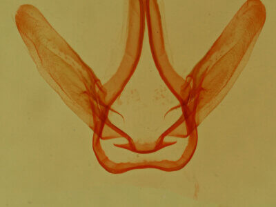 genitalia view of adult Coelodasys errucata