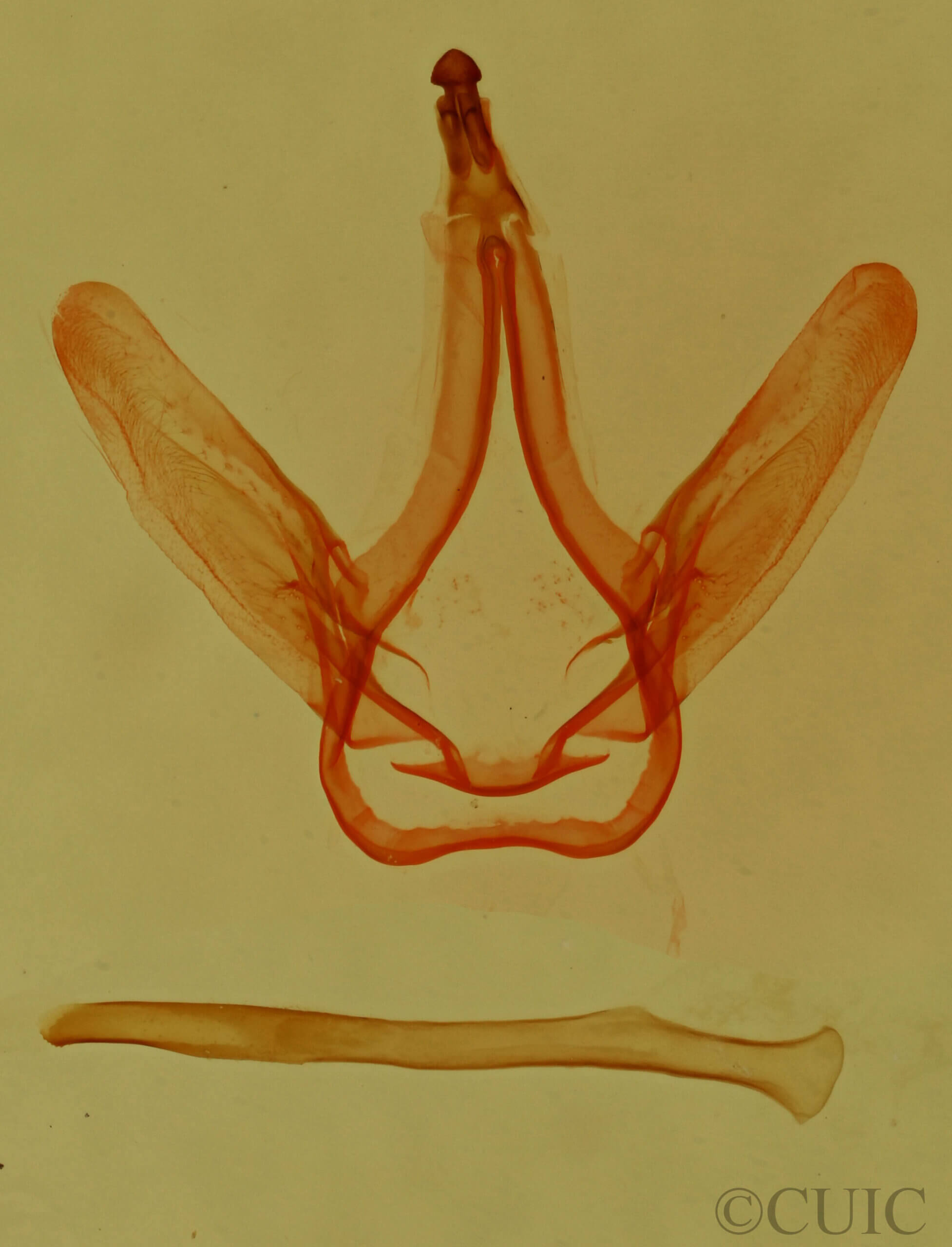 genitalia view of adult Coelodasys errucata