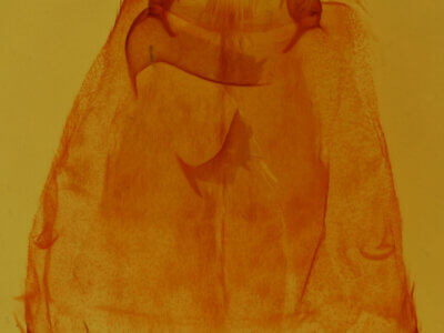 genitalia view of adult Coelodasys errucata