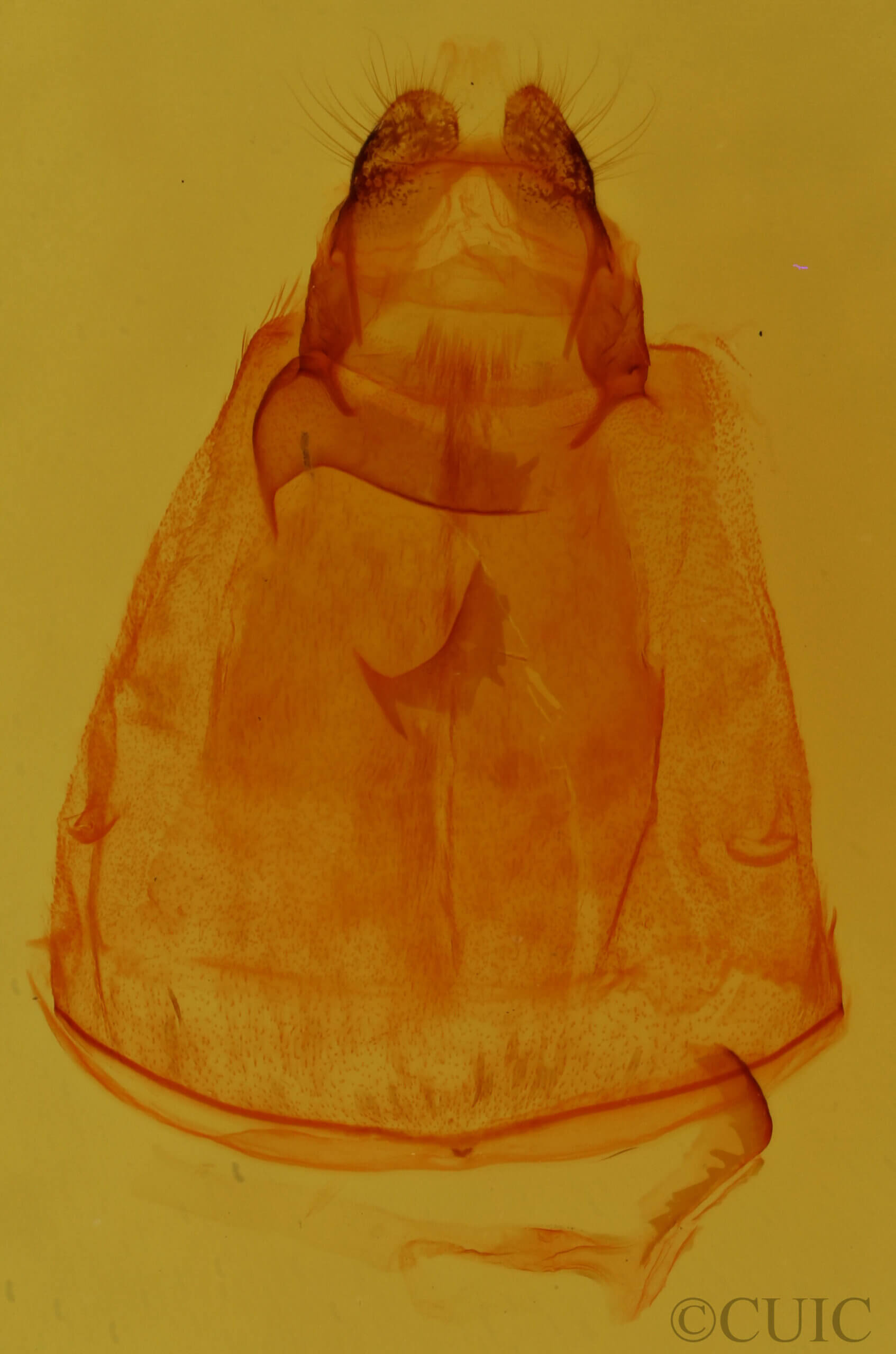 genitalia view of adult Coelodasys errucata