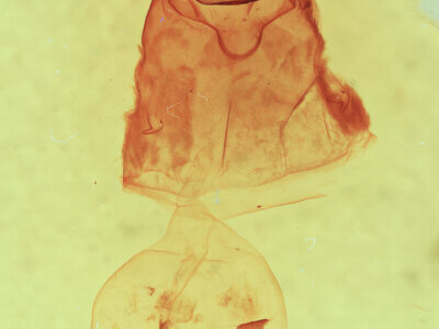 genitalia view of adult Clostera albosigma