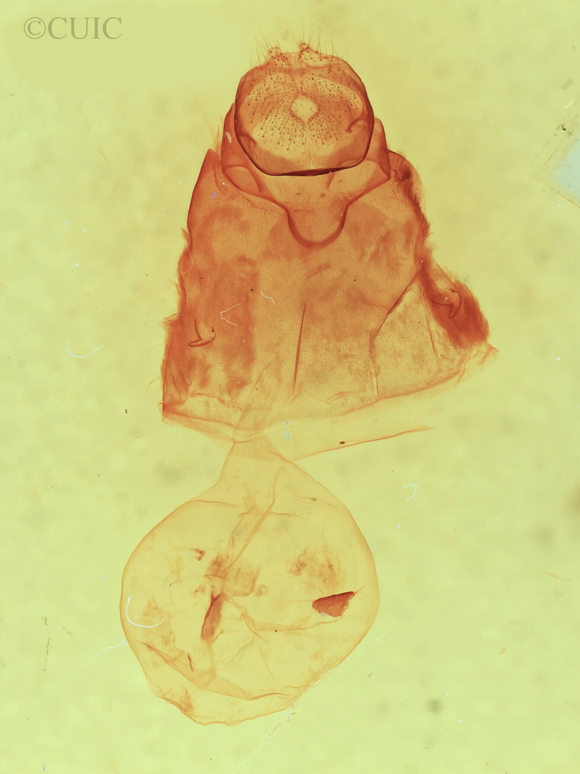 genitalia view of adult Clostera albosigma